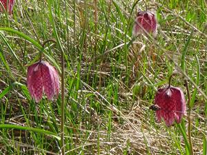 Fritillaria meleagris 