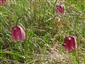 Fritillaria meleagris 