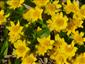 Caltha palustris 