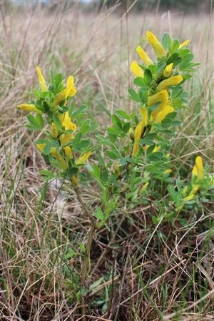Chamaecytisus hirsutus