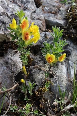 Chamaecytisus ratisbonensis