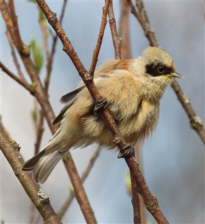 Kúdeľníčka lužná