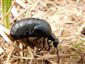 Meloe proscarabeus