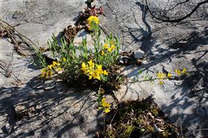 Corothamnus procumbens