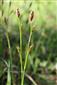 Carex brevicollis
