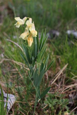 Lathyrus lacteus