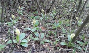 Orchis pallens v krovinách okolo žltej značky