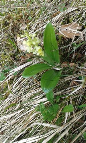 Orchis pallens detail