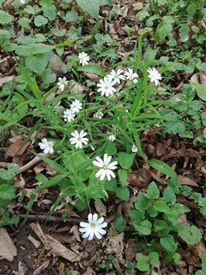 Stellaria holostea