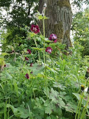 Geranium phaeum L.