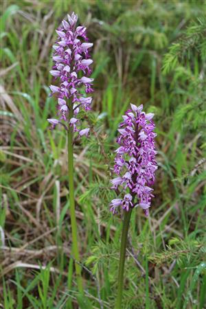 Orchis militaris