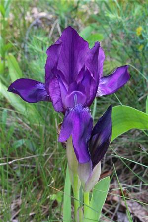Iris aphylla hungarica