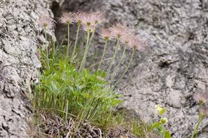 Pulsatilla subslavica na svahoch Košeckého hradu, foto V. Ruček