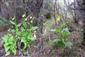 Cypripedium_calceolus_20170512_01
