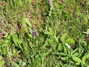 20170511_Pyrgus_malvae