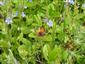 Lycaena phlaeas (Linnaeus, 1761)