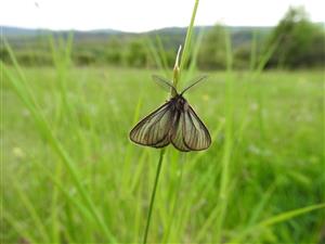 20170511_Penthophera_morio
