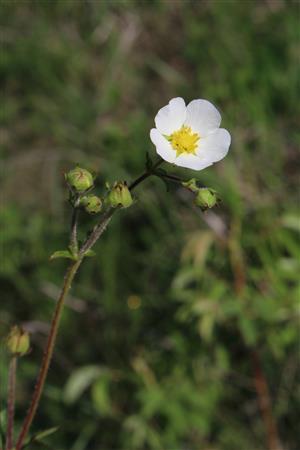 Potentilla rupestris