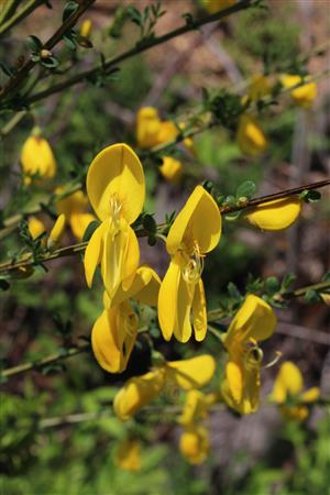Sarothamnus scoparius