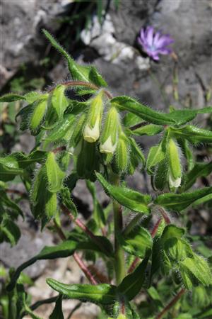 Onosma visianii