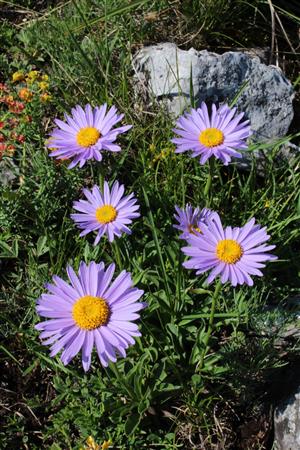 Aster alpinus