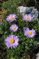 Aster alpinus