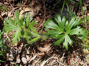 Pulsatilla subslavica