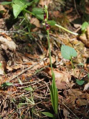 Ophrys insectifera
