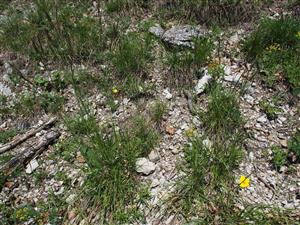 Bromus monocladus 