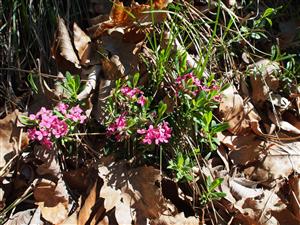 Daphne cneorum