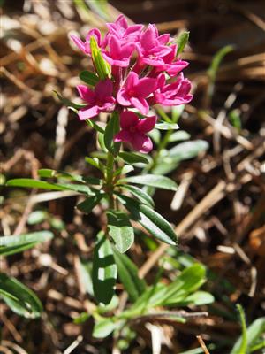 Daphne cneorum