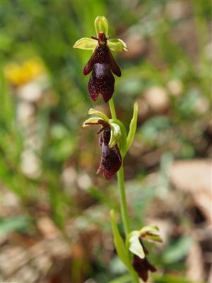 Ophrys insectifera