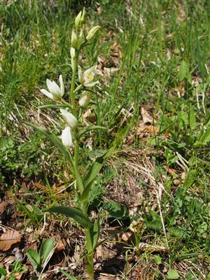 Cephalanthera damasonium celá rastlina