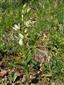 Cephalanthera damasonium celá rastlina