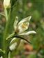 Cephalanthera damasonium detail kvetu