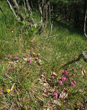 biotop Daphne cneorum