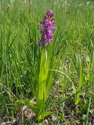 Dactylorhiza incarnata