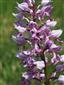 Orchis militaris