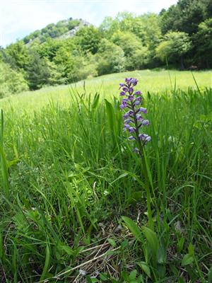 Orchis militaris na okraji svahového prameniska pod Omšenskou Babou