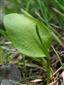 Ophioglossum vulgatum