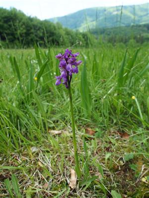 Orchis morio na Trštických lúkach