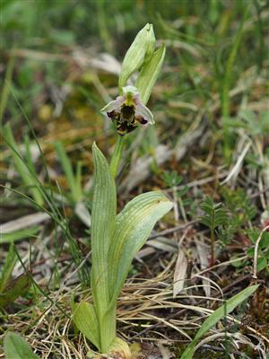 Ophrys holubyana