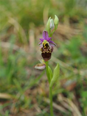 Ophrys holubyana