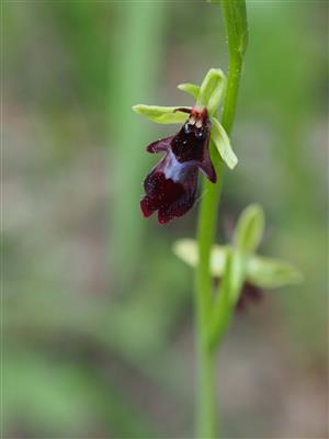 Ophrys insectifera detail