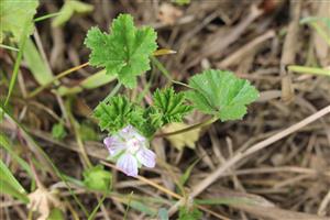 Malva neglecta