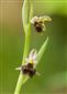 Ophrys holubyana, foto V. Ruček