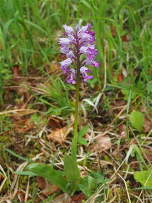 Orchis militaris