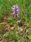 Orchis militaris