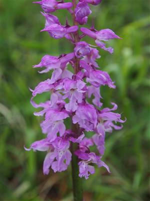 Orchis mascula subsp. signifera