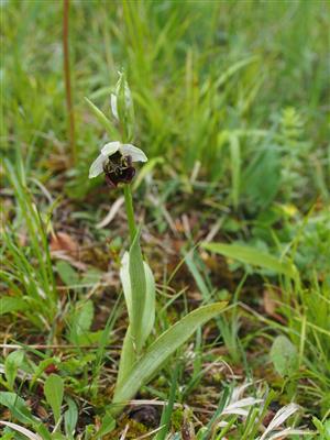Ophrys holubyana